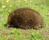 Echidna 9F58D-25